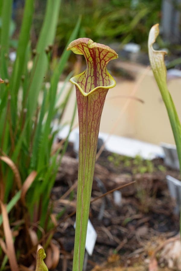 Yellow pitcherplant with characteristic tubular leaves and pale yellow flowers