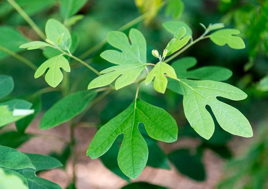 Sassafras tree with distinctive three-lobed leaves in summer green coloration