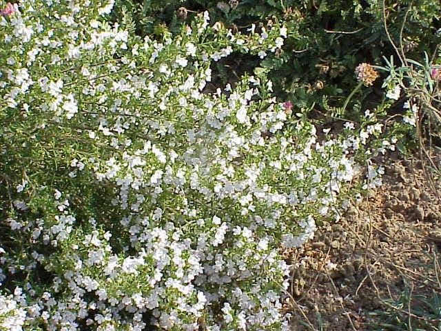 Winterbonenkruid met paarse en witte bloemen