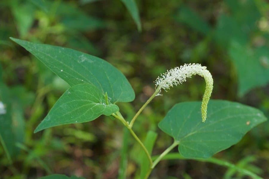 Lizard's-tail with drooping white flower spikes and heart-shaped leaves