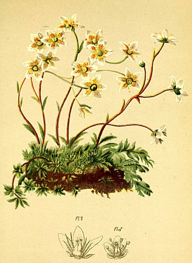 Saxifraga aspera with characteristic bristly leaves