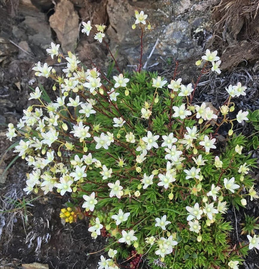 Saxifraga bronchialis Matten-Steinbrech mit weissen rot und gelb gepunkteten Bluten auf Felsen