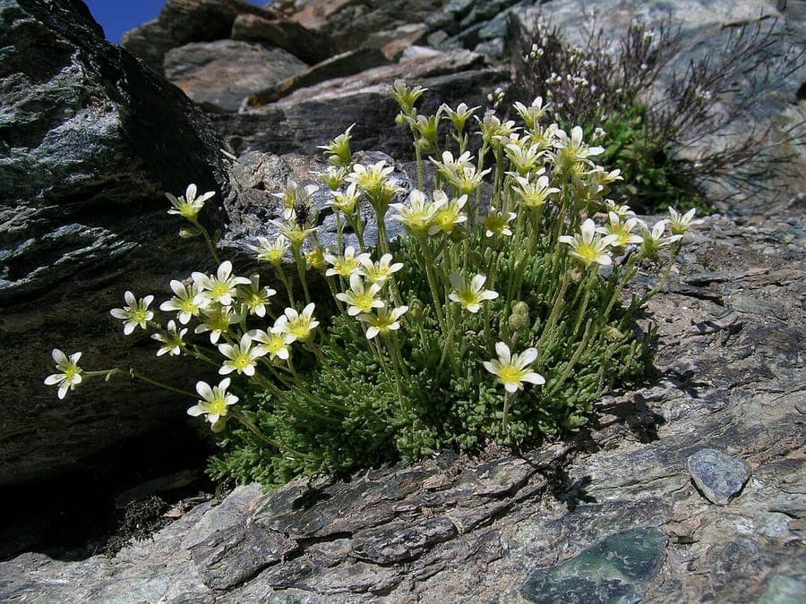 Moss saxifrage with delicate white flowers in rocky setting