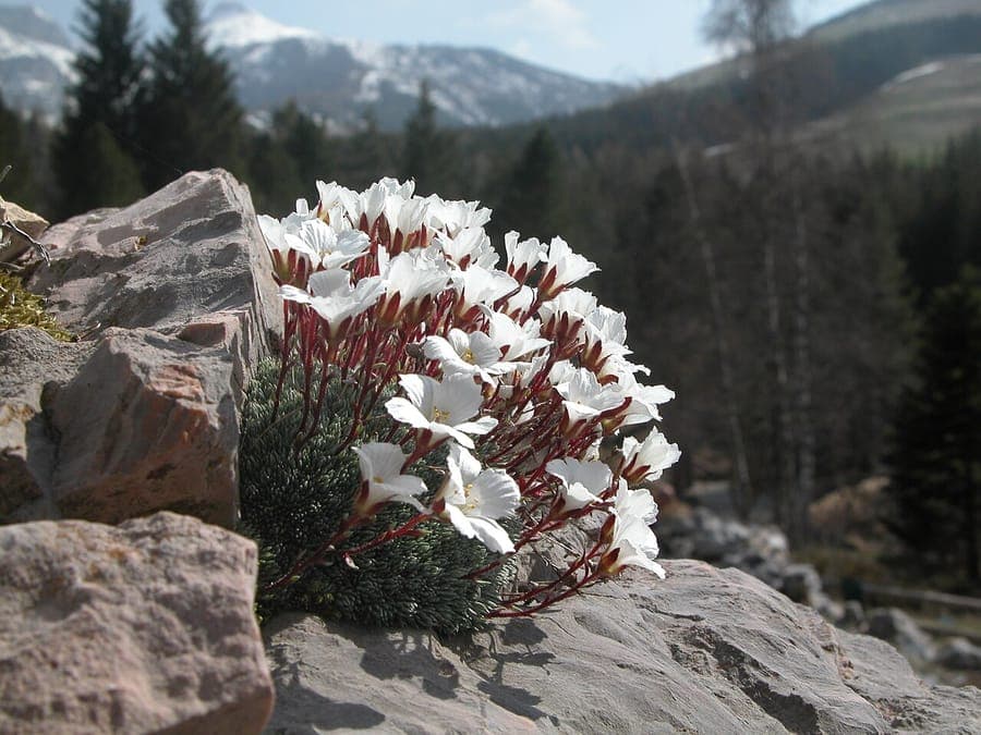 Saxifraga burseriana in voller Blüte mit weißen Blüten