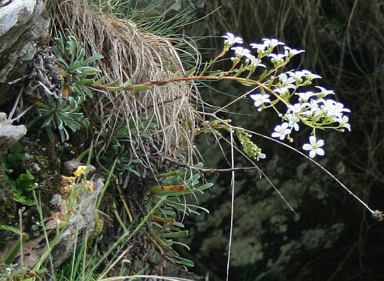 Saxifraga callosa Rosetten und Bluten im Mai