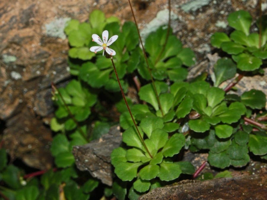 Keilblatt-Steinbrech (Saxifraga cuneifolia) mit weissen Bluten und elegantem Laub