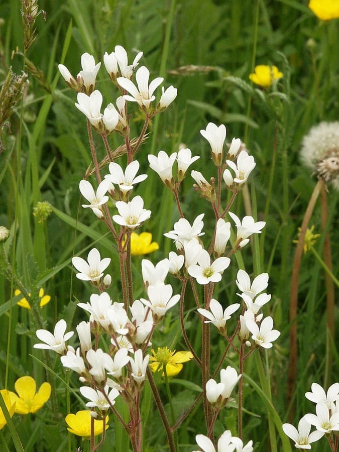 Saxifrage granulée avec fleurs blanches délicates sur tiges fines en mai, bulbilles visibles a la base