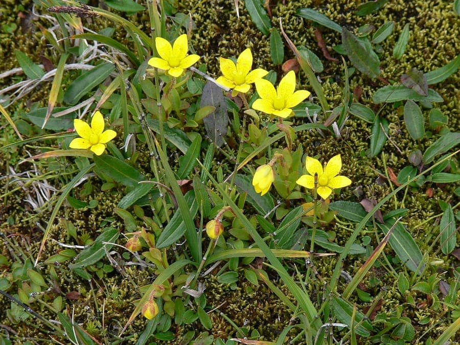 Moeras-steenbreek met geel bloemen op moerige bodem in augustus, subarctische bergweilanden