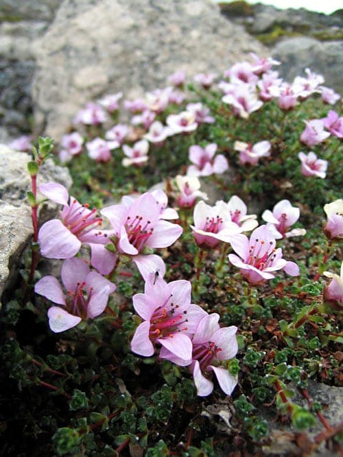 Saxifrage pourpre avec fleurs magenta profond perçant la neige sur pentes de montagnes arctiques