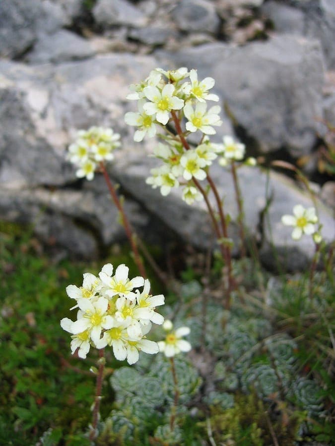 Lifelong saxifrage with white flowers and silvery-grey rosettes on rocky crevice in June