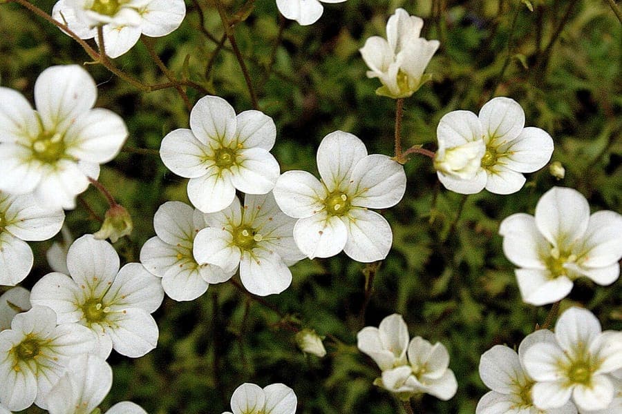 Rosa Steinbrech (Saxifraga rosacea) mit zarten rosa Bluten