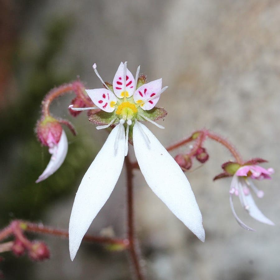 Creeping saxifrage (Saxifraga stolonifera) with hanging red runners