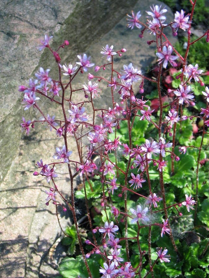 Londoner Stolz (Saxifraga umbrosa) mit zarten rosa und weissen Blueten