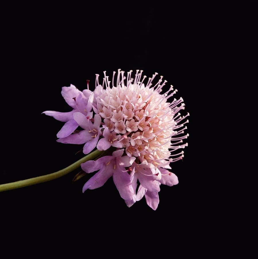 Mournful widow with deep purple nearly black pincushion flowers