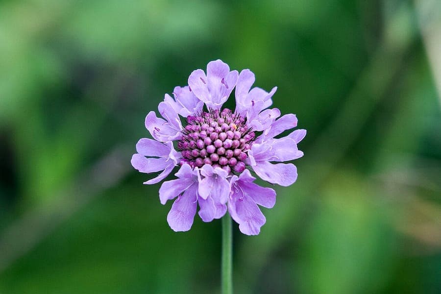 Shining scabious displaying glossy blue flower heads