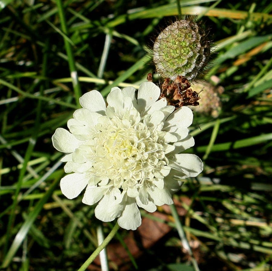 Blassgelbe Nadelkissenfblume (Scabiosa ochroleuca) mit charakteristischen abgerundeten Blueten