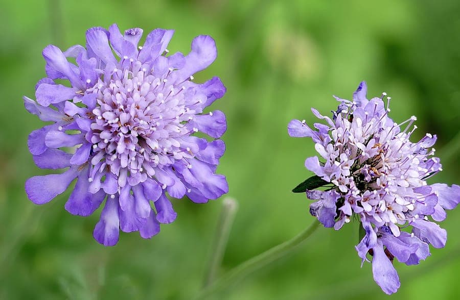 Zuidelijke skabiose (Scabiosa triandra) met lichtblauwe bloemen op een zonnige helling