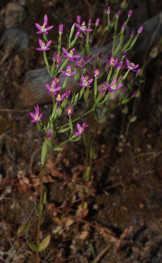 Schenkia spicata aartjesgentiaan met paarse bloemen op droge standplaats
