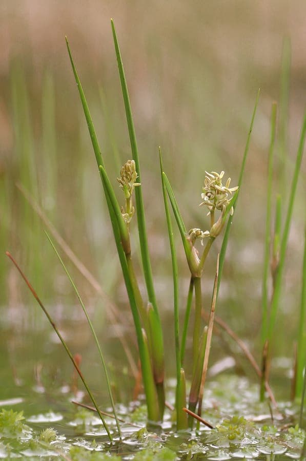 Rannoch-rush plant growing in marshy environment