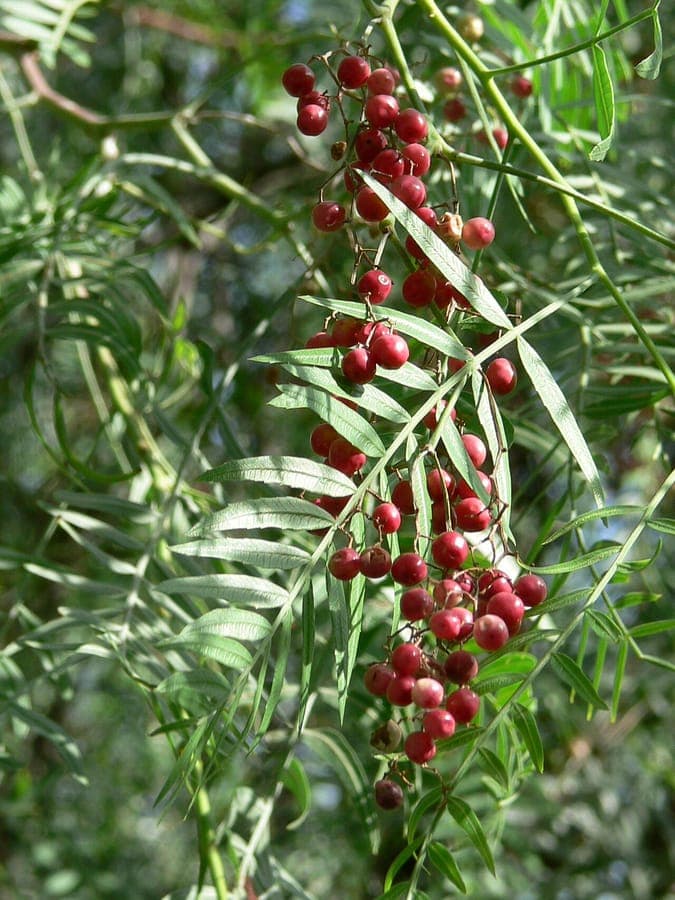 Peruvian peppertree with graceful branches and red berries