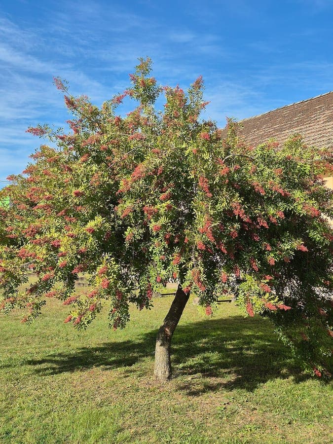Poivrier du Brésil avec des fruits rouges en pleine lumière