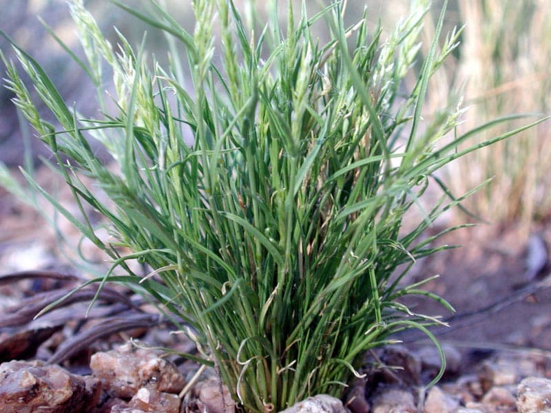 Schismus barbatus gras met karakteristieke harige bloemaren in het voorjaar