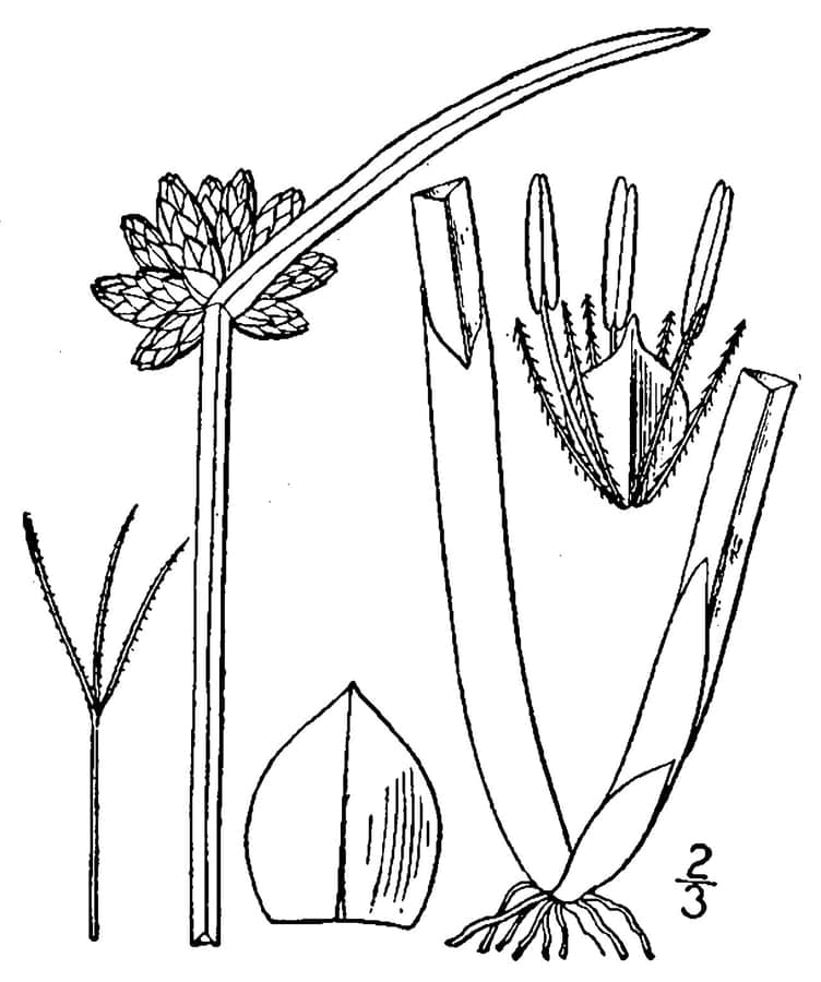 Dreikant-Binsensimse (Schoenoplectiella mucronata) mit dreikantigen Stangeln am Teichufer