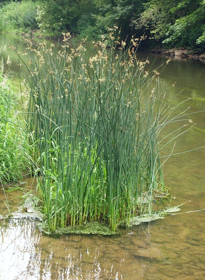 Mattenbies groeiend in een watertuinomgeving