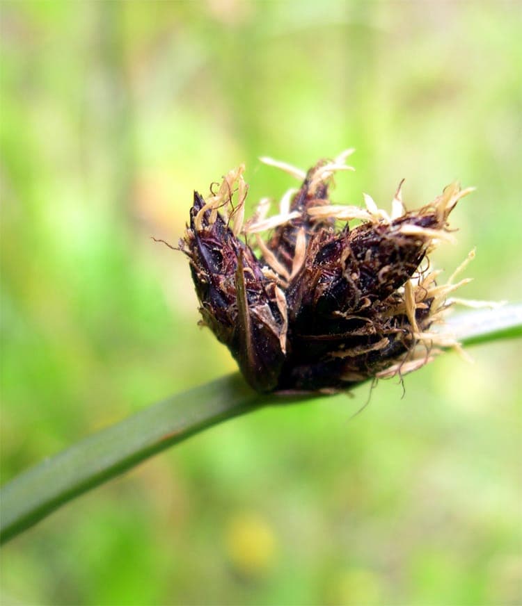 Chairmaker's-rush growing along waterside with triangular stems