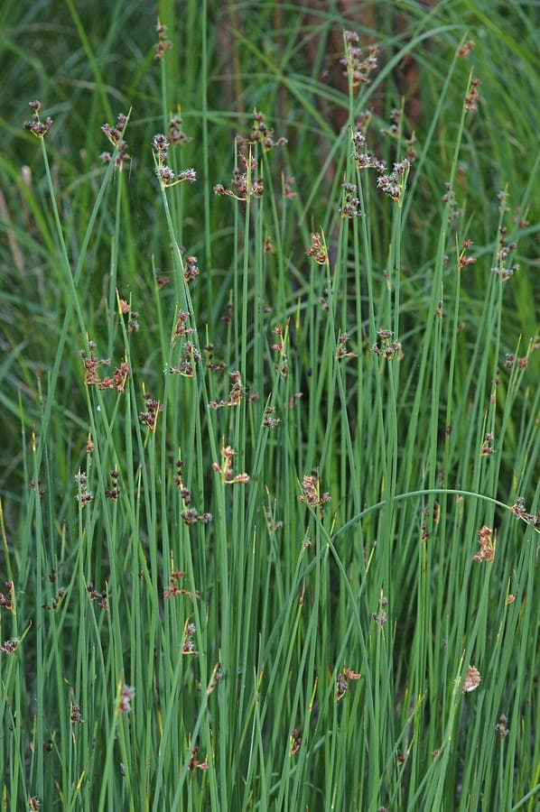 Ruwe Bies in aquatische tuinomgeving