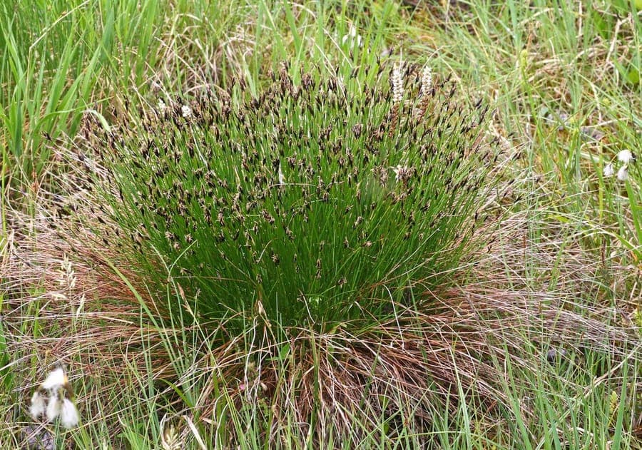 Rostrotes Kopfried in natürlicher Moorumgebung