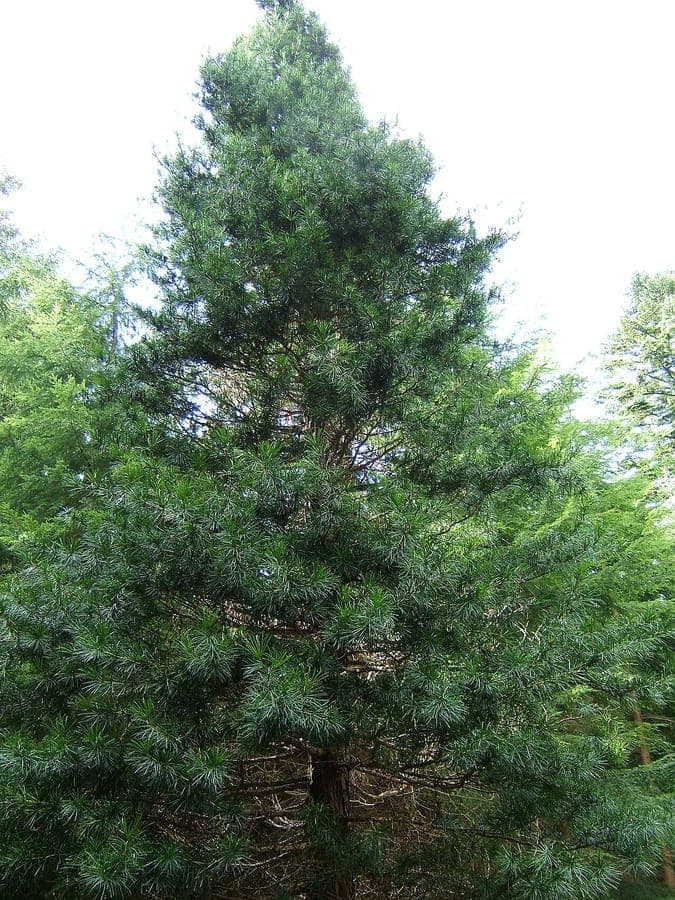 Sciadopitys verticillata needles and form