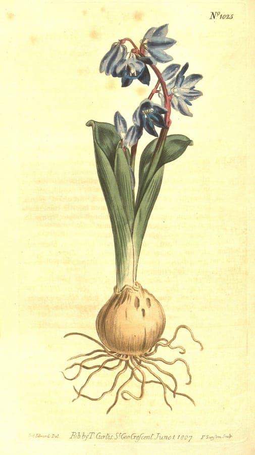 Scilla amoena star hyacinth with blue flowers