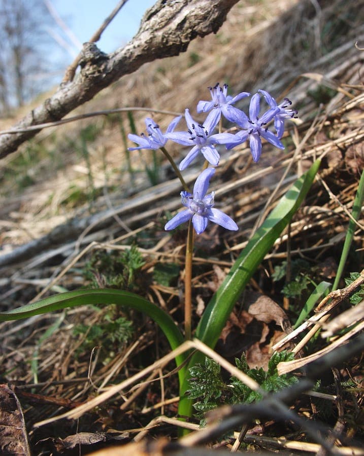 Scilla bifolia blue star flowers in early spring
