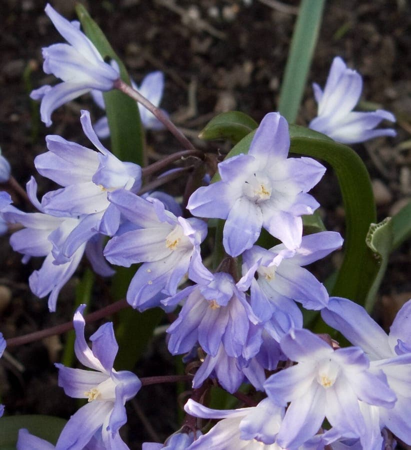 Scilla forbesii with larger blue flowers in clusters