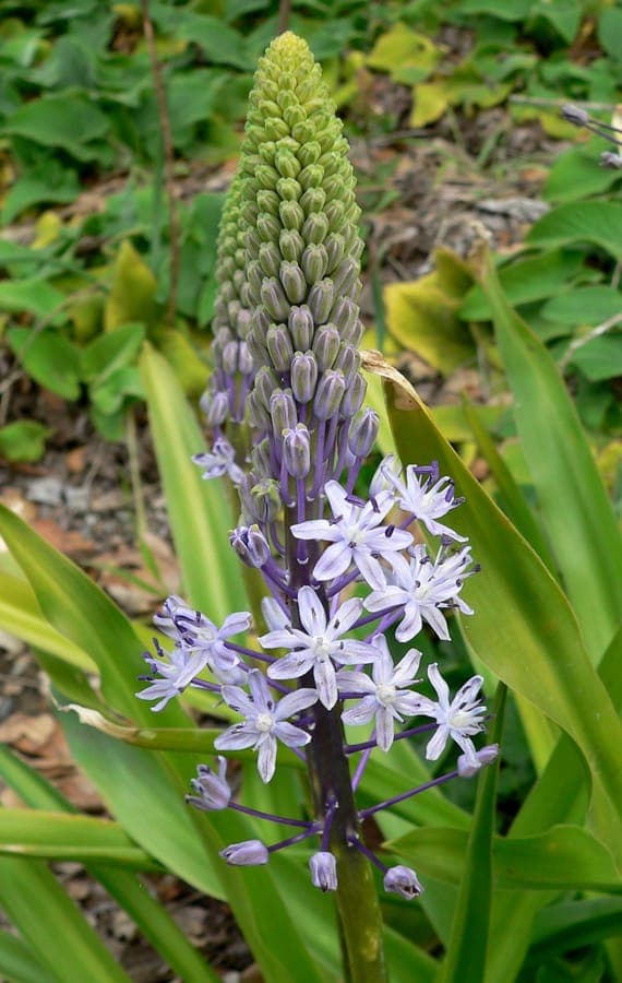 Scilla hyacinthoides hyacinth bluebell early spring flowers