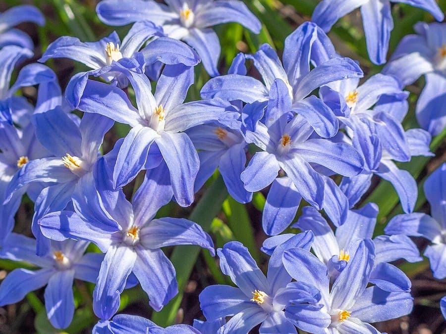 Scilla luciliae large blue flowers with white centers