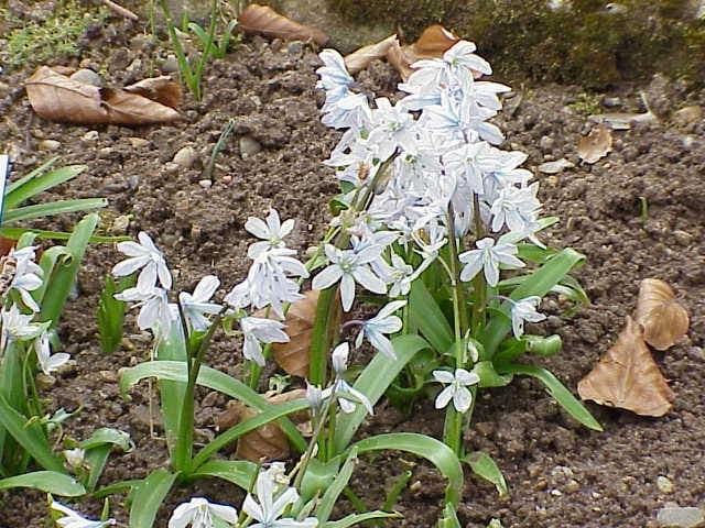 Scilla mischtschenkoana Persian blue star yellow flowers