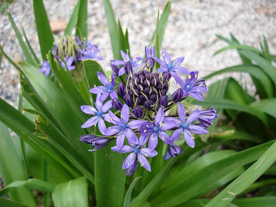 Scilla peruviana with dense blue-purple star flower clusters