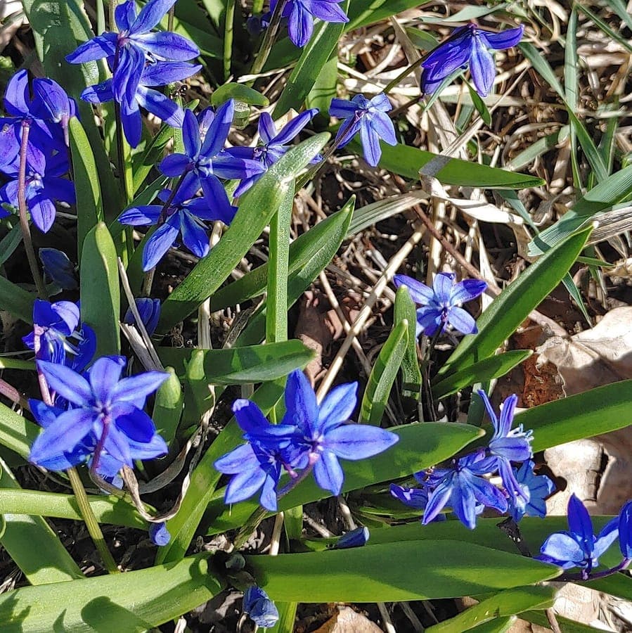 Scilla siberica vibrant blue flowers on stems