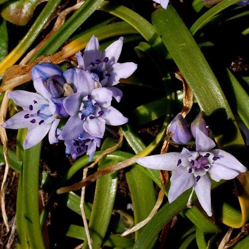 Spring squill Scilla verna with bright blue star-shaped flowers