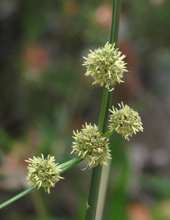 Scirpoides holoschoenus round brown flower heads on stems