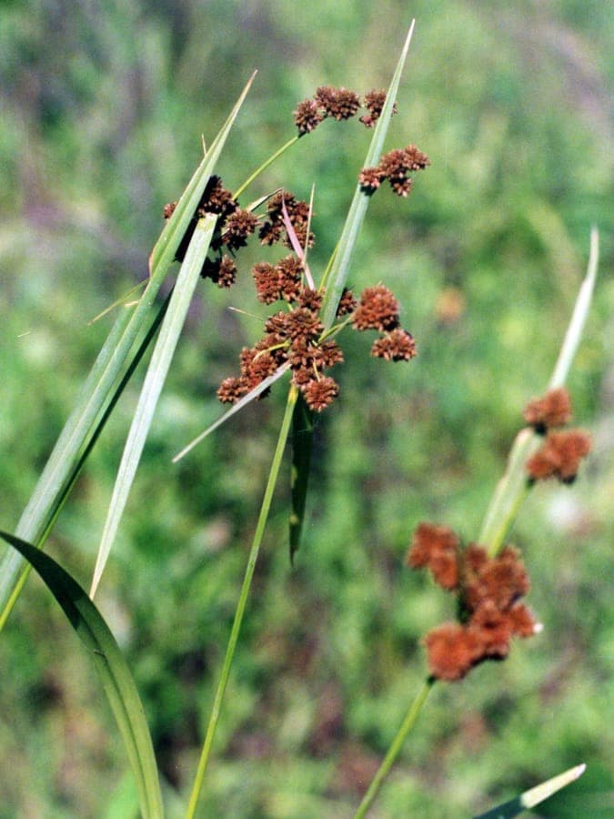 Scirpus atrovirens Blattform und Wuchs
