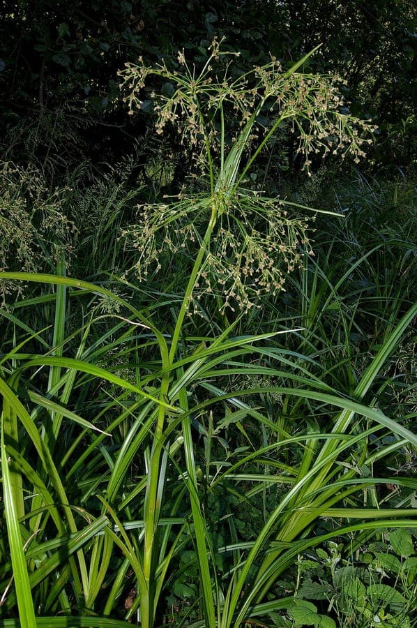 Scirpe des bois avec des feuilles vertes allongees poussant le long d'une zone humide