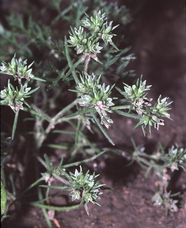 Plante scleranthe annuelle avec de minuscules fleurs vertes en croissance dense