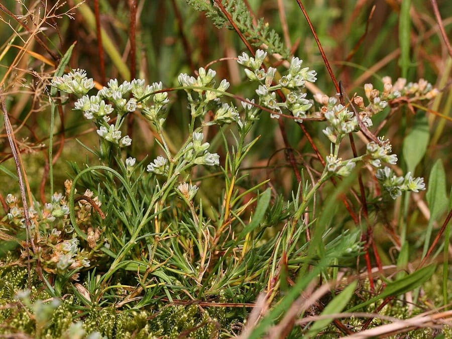 Perennial knawel plant with fine texture and small white flowers