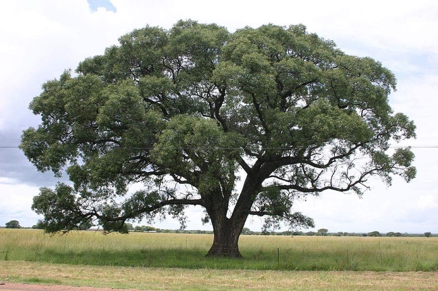 Sclerocarya birrea Baum und Fruchte