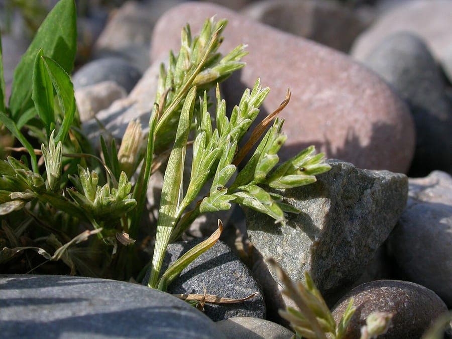 Sclerochloa dur en environnement naturel