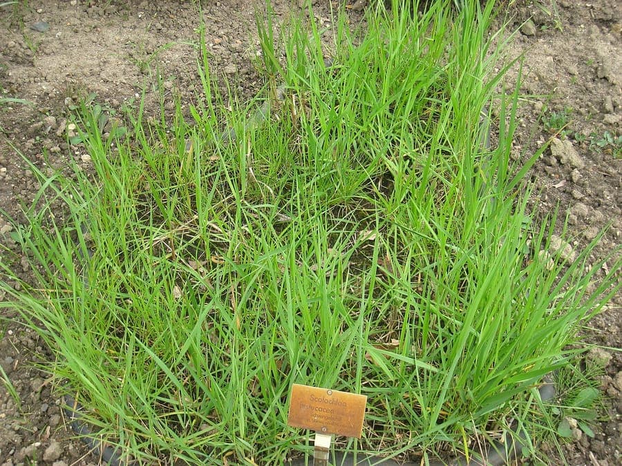 Scolochloa festucacea, ein hohes Gras am Ufer eines Flusses oder Sees