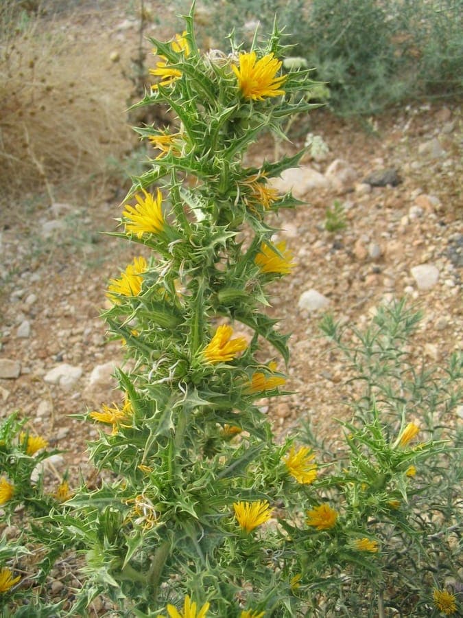 Goldwurzel (Scolymus hispanicus) mit gelben Blueten und spitzen Blaettern